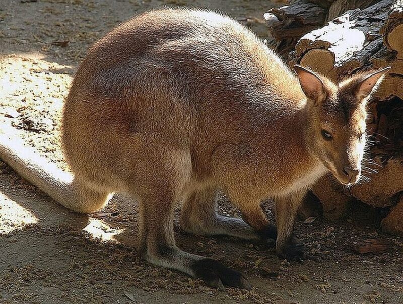 Rome: Bioparco di Roma Zoological Garden Entry Ticket - Authentic Experiences from Visitors