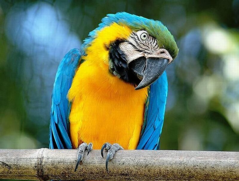 Rome: Bioparco di Roma Zoological Garden Entry Ticket - FAQs About the Bioparco di Roma