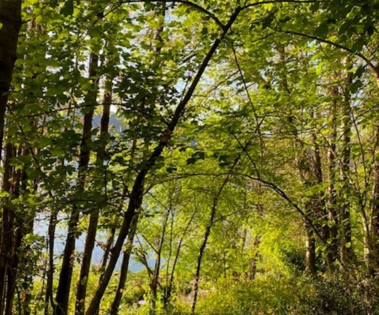 Rome: Forest Bathing Experience - Rome: Forest Bathing Experience — A Practical Guide to Rejuvenation in Nature