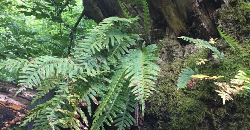 Rome: Forest Bathing Experience - FAQ