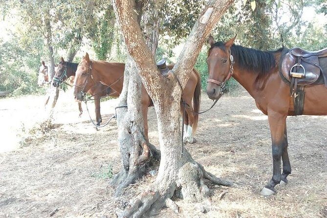 Rome : Horseback Riding with meals and wine included - The Sum Up