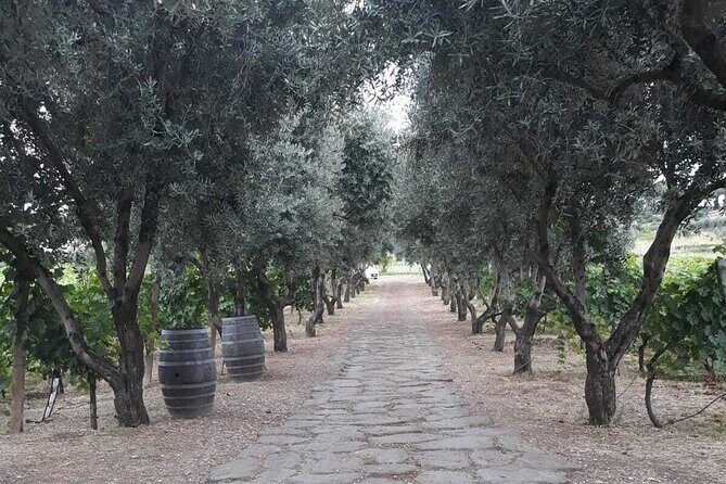 Rome: Wine Tour & Pizza Making Class in a Frascati's vineyard - 5 hours - Who Will Appreciate This Tour?