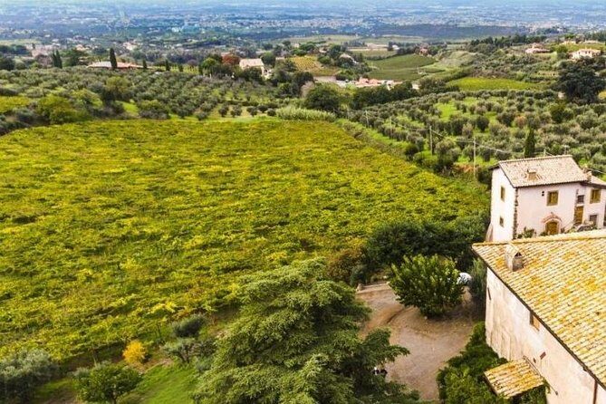 Rome: Wine Tour & Pizza Making Class in a Frascati's vineyard - 5 hours - The Sum Up
