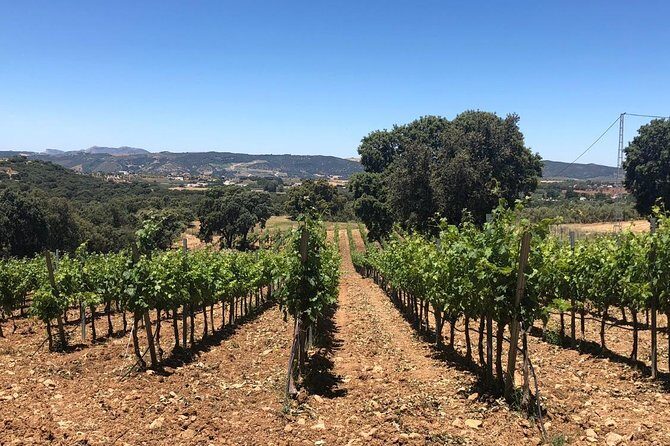 Ronda Day Tour and Winery Visits from Marbella - A Scenic Day in Ronda and its Wineries: A Practical Guide