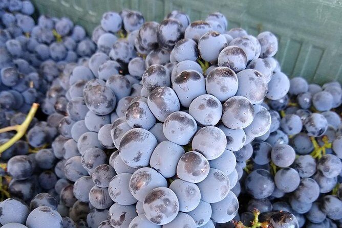 Ronda Day Tour and Winery Visits from Marbella - FAQ: Your Practical Questions Answered