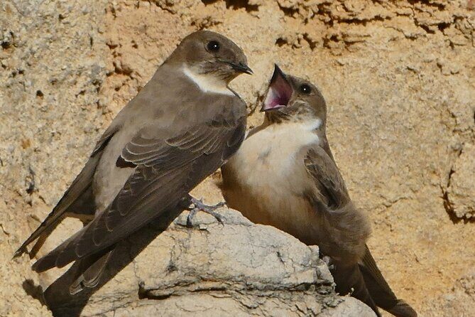 Ronda Nature and Scenic Private Hiking Tour - Who Is This Tour Best Suited For?