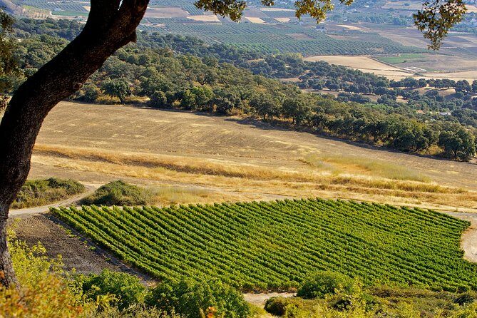Ronda Private Full Day Wine Tour - Key Points