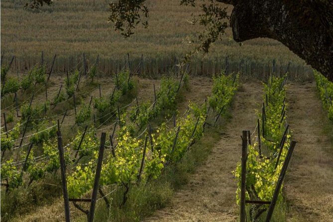 Ronda Private Wine Tour and Tapas from Marbella - Journey to Ronda: A Closer Look at the Itinerary