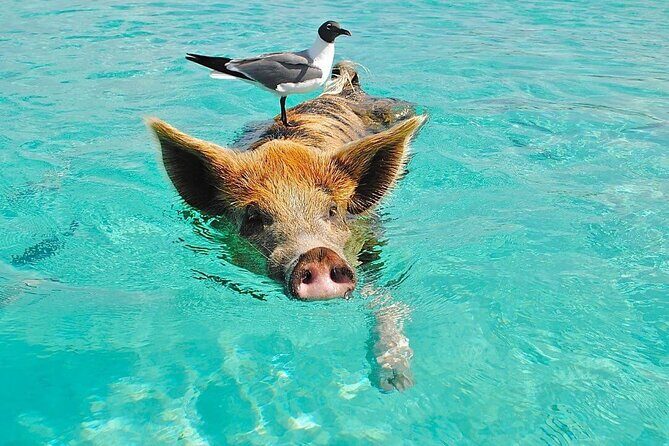 Rose Island 3 Island Luxury Private Tour(8hrs) - Experience the Best of the Bahamas in One Day: The Rose Island 3 Island Luxury Private Tour