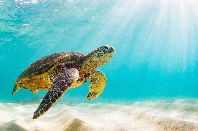 Rose Island 3 Island Luxury Private Tour(8hrs) - FAQ