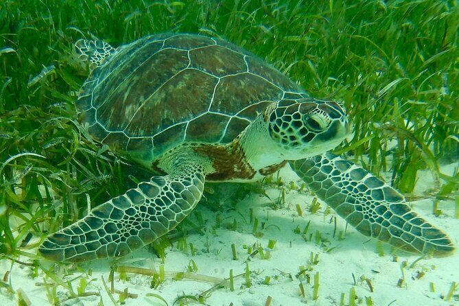 Rose Island Half-Day Snorkeling Cruise - An In-Depth Look at the Experience
