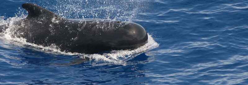 Roseau: Waitukubuli Volcano Snorkeling Boat Trip - A Deep Dive into the Tour Experience