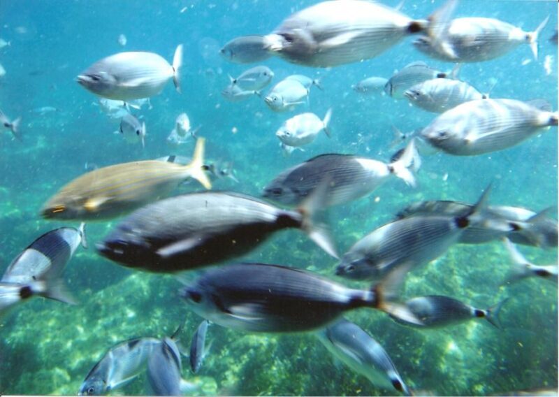 Roses: Costa Brava Catamaran Trip with Underwater Views - FAQ