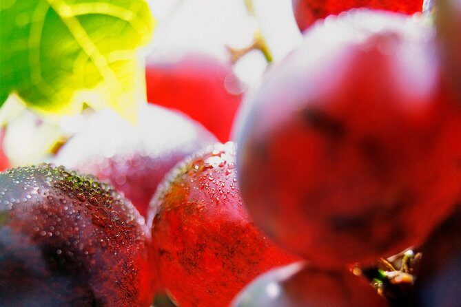 Roséwinetasting Parties or Workshops with a WineEducator at your place - Discovering the Charm of Nanou’s Roséwine Workshops