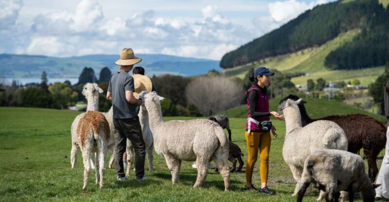 Rotorua: Authentic Kiwi Farm Experience at the Agrodome - Key Points