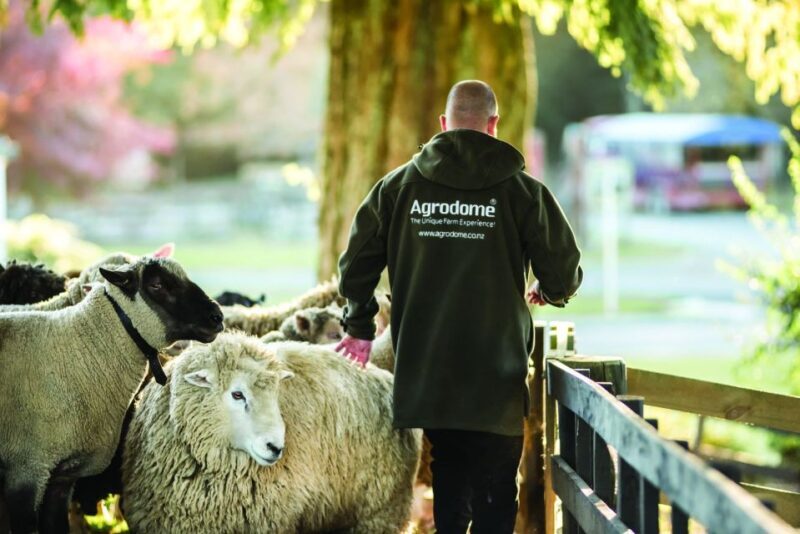 Rotorua: Authentic Kiwi Farm Experience at the Agrodome - Authentic, Fun, and Informative: What Sets It Apart?