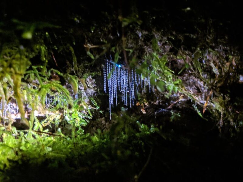 Rotorua: Nocturnal Glow-Worm Adventure Tour with a Guide - The Itinerary and What Makes It Special