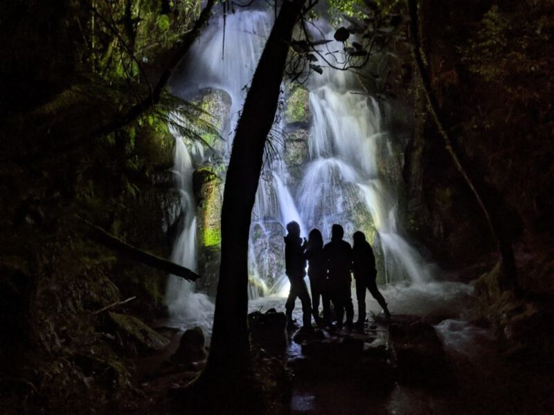 Rotorua: Nocturnal Glow-Worm Adventure Tour with a Guide - The Glow Worms: Nature’s Nightlights