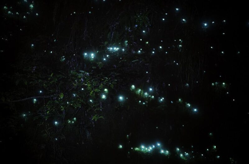 Rotorua: Nocturnal Glow-Worm Adventure Tour with a Guide - The Wildlife and Forest Ecology