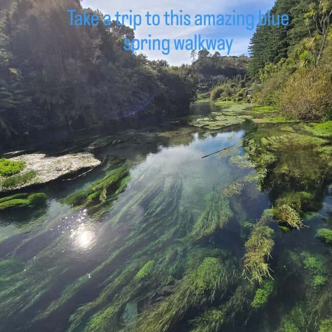Rotorua: Private Day Tour with Tesla Model Y - Discover Rotorua with a Private Tesla Day Tour