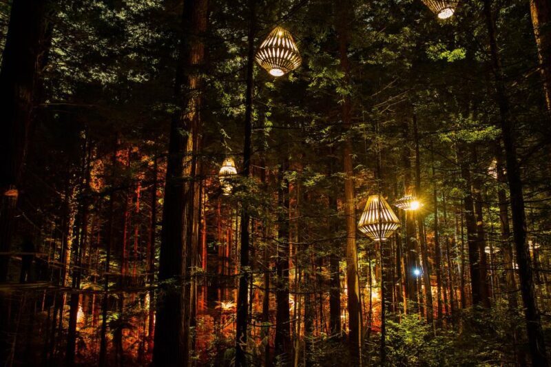 Rotorua: Redwoods Altitude, Nighttime Fast Pass, & Treewalk - Experience Rotorua’s Redwoods from a New Perspective