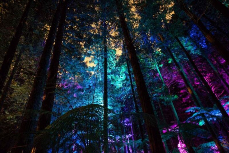 Rotorua: Redwoods Altitude, Nighttime Fast Pass, & Treewalk - Key Points