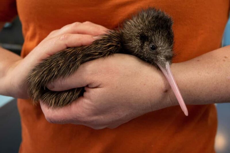 Rotorua: The National Kiwi Hatchery Kiwi Encounter Tour - Key Points