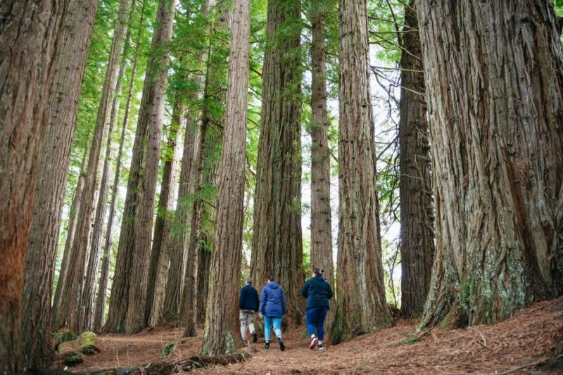 Rotorua: 'Thermal Path Tour' Geothermal half day Tour - Key Points