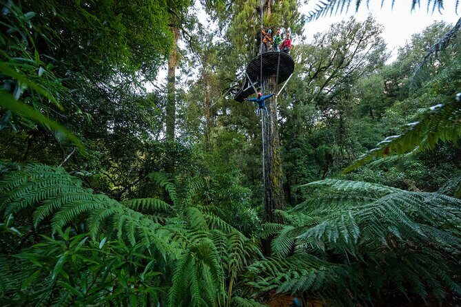 Rotorua's Biggest Zipline Adventure - Ultimate Canopy Tour - Key Points