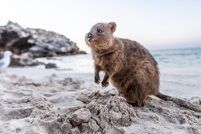 Rottnest Island All-Inclusive Grand Island Tour from Fremantle - The Bus Tour of the Island
