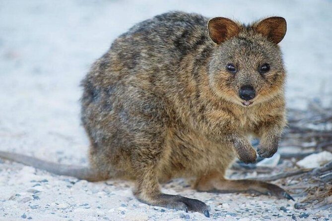 Rottnest Island Bayseeker Day Trip from Perth - FAQ