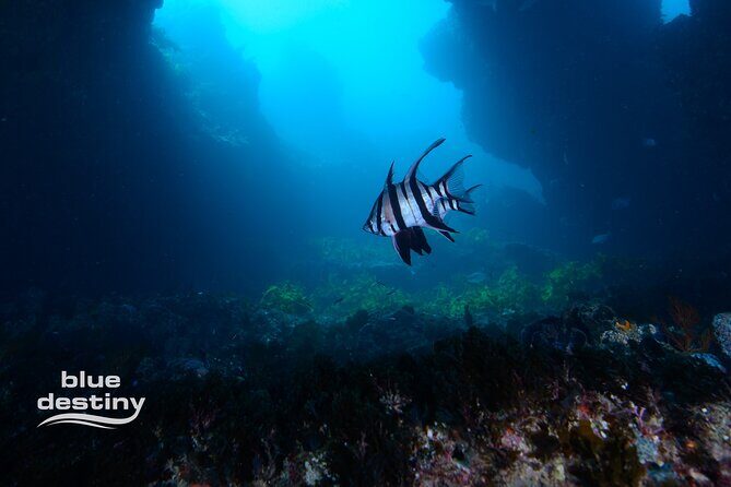 Rottnest Island Boat Dive Day Trip including Lunch - A Detailed Look at the Experience