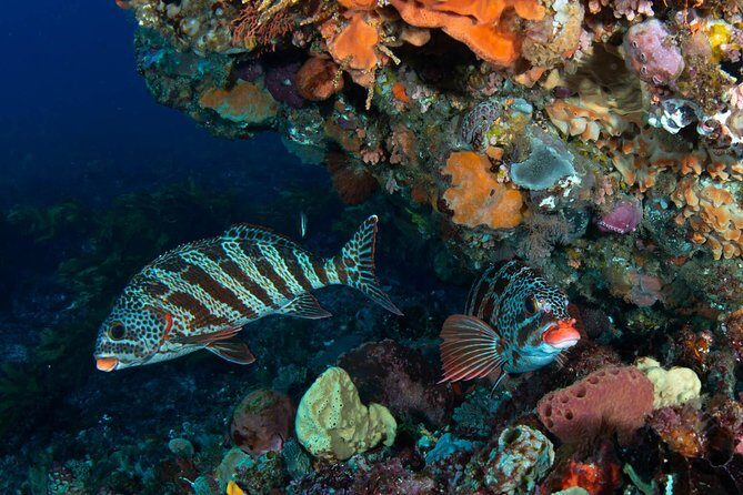 Rottnest Island scuba dive tour - What the Reviews Say