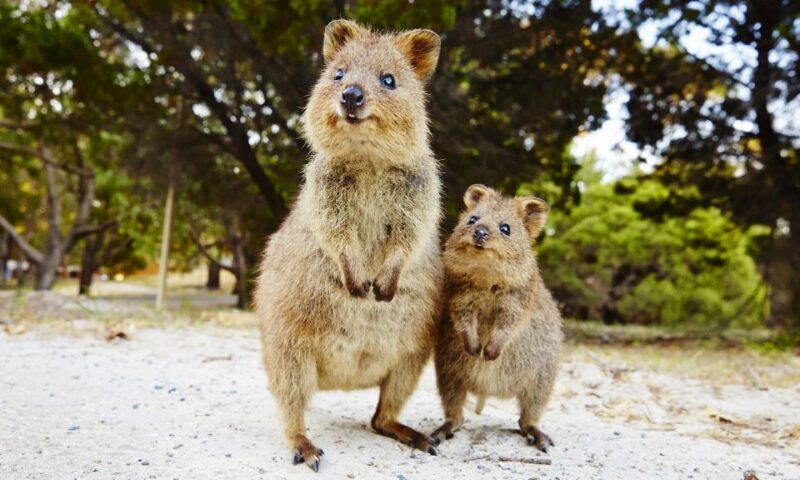 Rottnest Island Segway 1-Hour Settlement Tour - FAQ