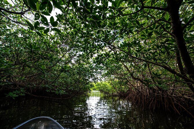 Round Island 2-Hour Glass Bottom Guided Kayak Eco Tour - FAQ: Your Questions About the Round Island Kayak Eco Tour