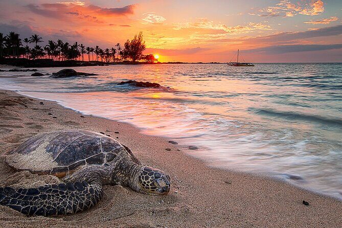 Round Trip Private Transfer Honolulu Airport HNL to Honolulu City - Key Points