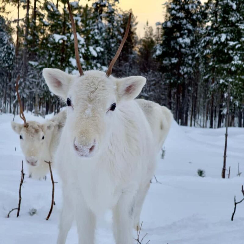 Rovaniemi: 3h Electric Snowmobile Safari at Reindeer Farm - Key Points