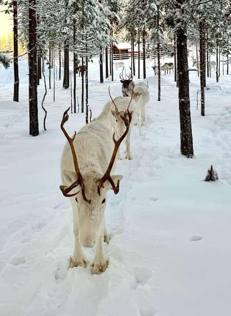 Rovaniemi: 4h Electric Snowmobile Safari at Reindeer Farm - The Value of This Experience