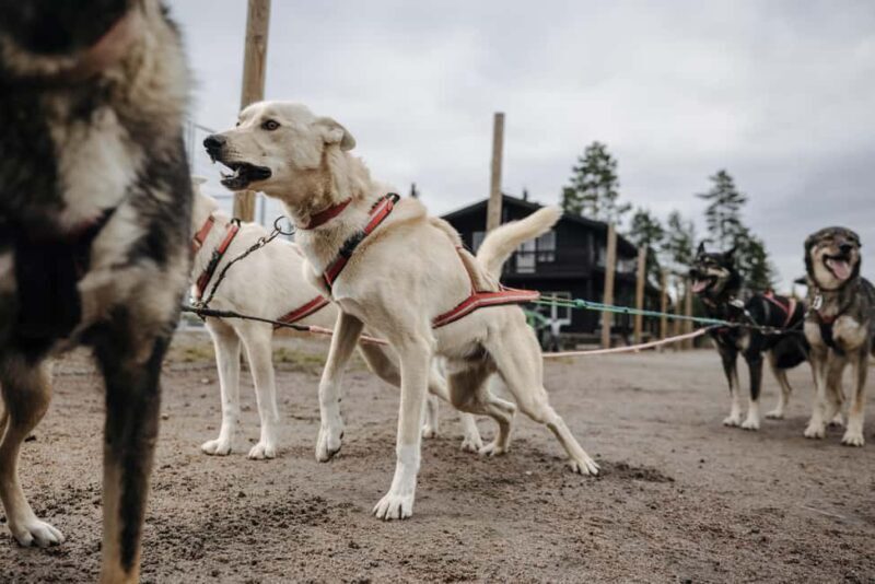 Rovaniemi: 4km Husky Cart Tour in Autumn - Rovaniemi: 4km Husky Cart Tour in Autumn