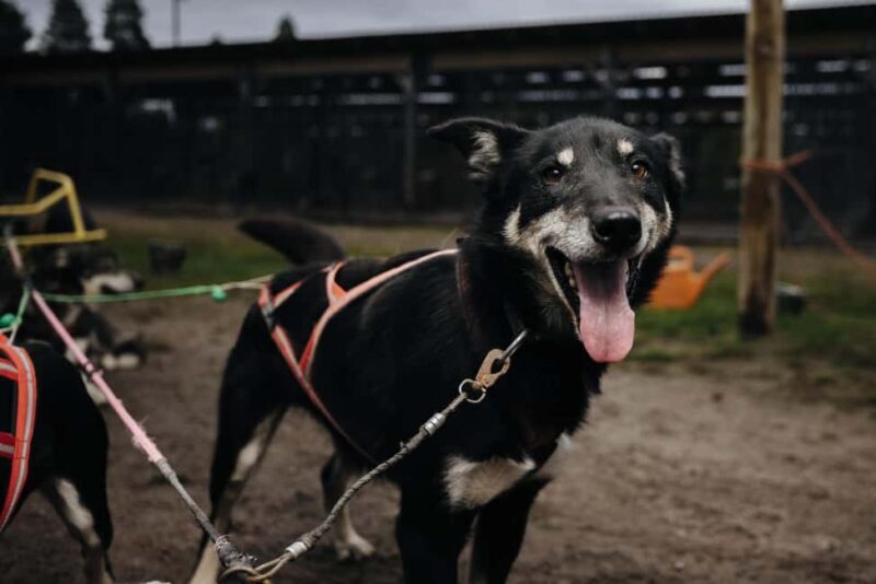 Rovaniemi: 4km Husky Cart Tour in Autumn - Key Points