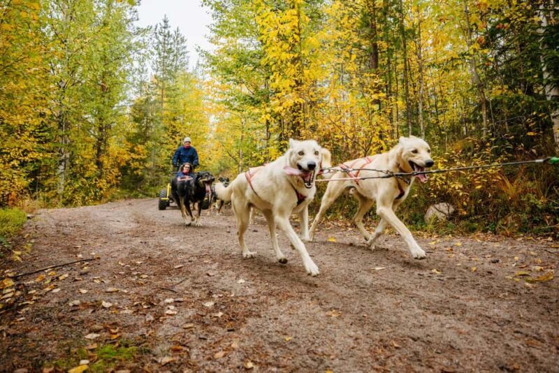 Rovaniemi: 4km Husky Cart Tour in Autumn - Additional Considerations