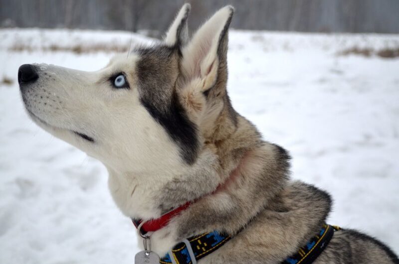 Rovaniemi: 7km Self-Drive Husky Sleigh Ride Adventure - What Makes This Tour Stand Out?