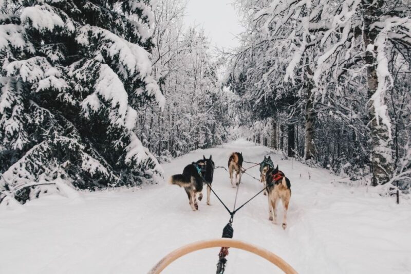 Rovaniemi: Apukka Husky Adventure 7km, self-driven - Key Points