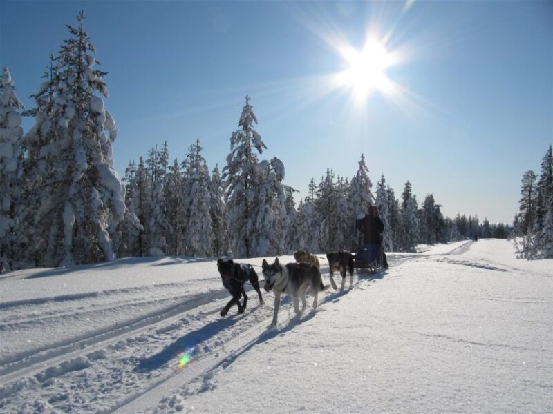 Rovaniemi: Apukka Husky Adventure 7km, self-driven - What’s Included and What to Expect