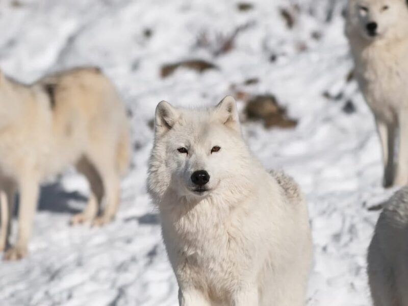 Rovaniemi: Arctic Animals Sleigh Rides and Wildlife Zoo - Key Points