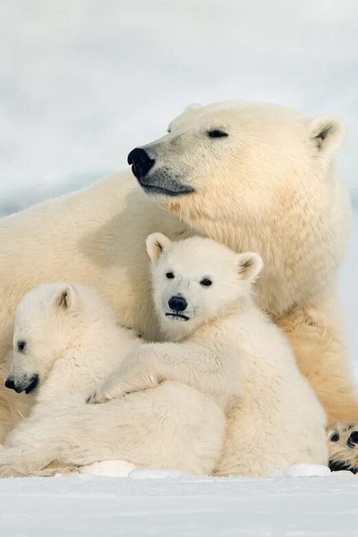 Rovaniemi: Arctic Animals Sleigh Rides and Wildlife Zoo - Who Is This Tour Best For?