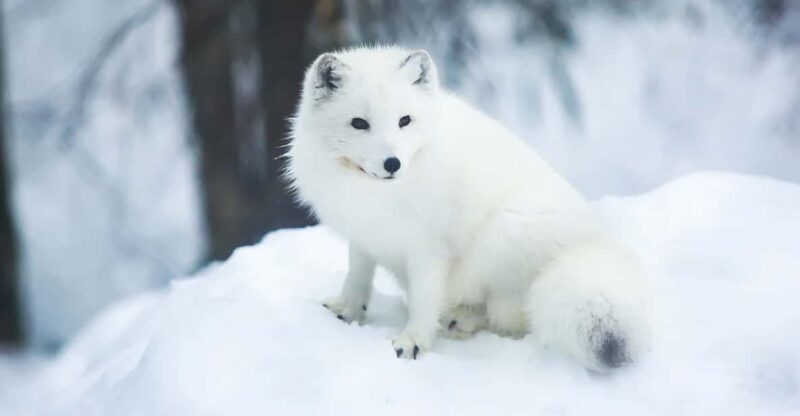 Rovaniemi: Arctic Animals Sleigh Rides and Wildlife Zoo - FAQ