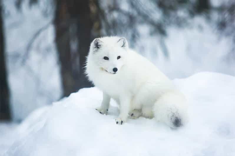 Rovaniemi: Arctic Animals Sleigh Rides and Wildlife Zoo - Final Thoughts