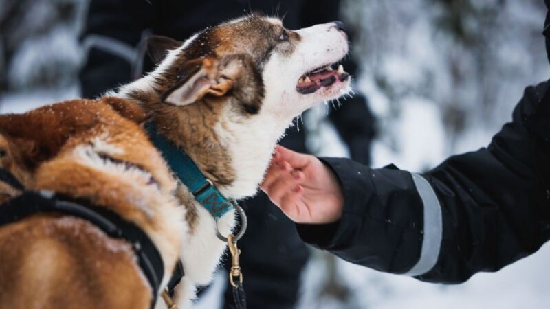 Rovaniemi: Arctic Circle Highlights by Snowmobile - Key Points