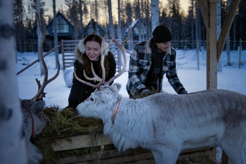 Rovaniemi: Arctic Reindeer Experience with Lunch - Experience the Arctic Reindeer in Rovaniemi: A Hands-On Encounter with Lunch